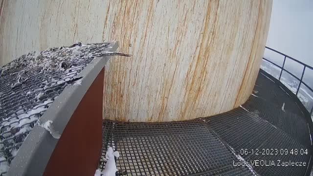 Falcon's nest at Veolia Energy in Lodz, Poland (cam #3)