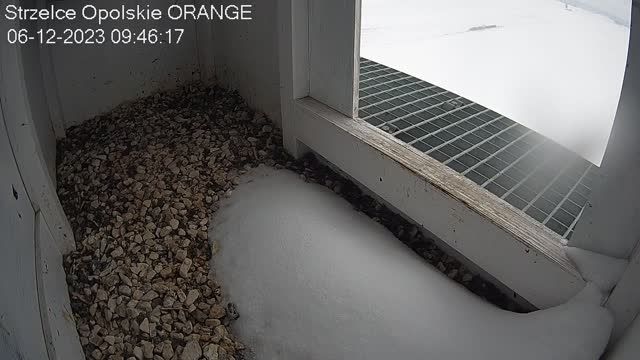 Falcon's nest on the telephone tower in Strzelce Opolskie, Poland (cam #2)