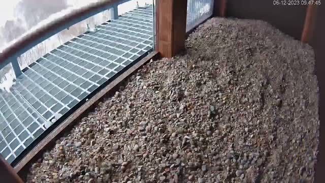 Falcon's nest at Opec in Wejherowo, Poland