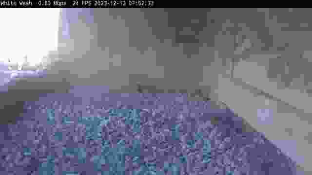 Falcon's nest on Genesee Street in Utica, NY, USA (cam #2)