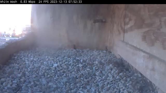 Falcon's nest on Genesee Street in Utica, NY, USA (cam #2)