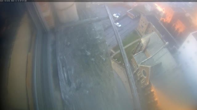 Falcon's nest on Genesee Street in Utica, NY, USA (cam #4)