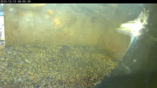 Peregrine falcon nest at the Rachel Carson State Office Building in Harrisburg, PA, USA