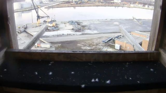 Peregrine falcon nest on the Milorganite building in Milwaukee, WI, USA