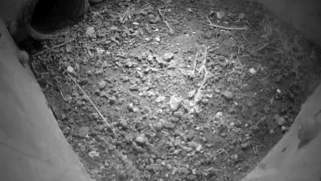 Owls in Otay Mesa, CA, USA (cam #2)